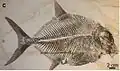 Knochenfisch Proscinetes bernardi