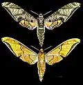 Protambulyx eurycles