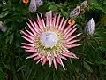 Blütenstand der Königsprotea (Protea cynaroides)