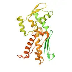 Aktin ähnliches Protein 2 (Arp2)