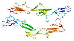 CD97 antigen