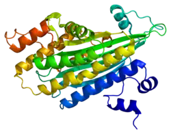 Coproporphyrinogen-Oxidase
