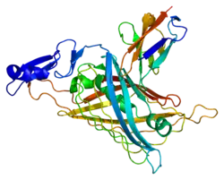 Entactin