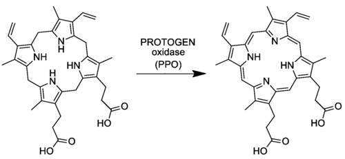 Protoporphyrin-IX-Synthese aus Protoporphyrinogen IX