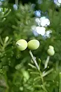 Kirscheiben (Pflaumen-Steineibe u.&nbsp;a.) (Keine Frucht nur der Arillus)