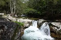 Im Bergwald oberhalb von Bastelica