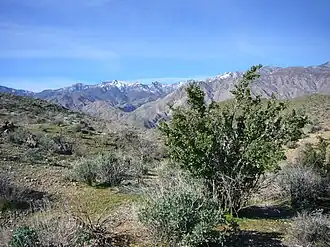 Santa Rosa Mountains im Hintergrund
