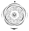 Blütendiagramm von Prunus padus