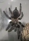 Weibchen