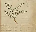 Pseudo-Apuleius.......... 6. Jahrhundert
