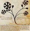Pseudo-Dioskurides de herbis femininis Manuskript 14. Jh.