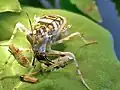 Afrikanische Blütenmantis mit Beute.