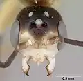 Pseudomyrmex gracilis
