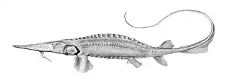 Syrdarja-Schaufelstör (Pseudoscaphirhynchus fedtschenkoi)