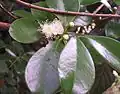 Blätter und Blüten