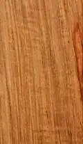 Muninga oder Afrikanisches Padouk (Pterocarpus angolensis)