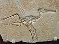 Kurzschwanzflugsaurier Pterodactylus elegans