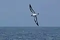 Im Flug in der Nähe von San Cristóbal