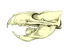 Schädel von Ptilodus (Multituberculata)