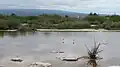 Poza de los Flamingos