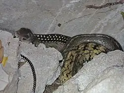 Ptyas carinata