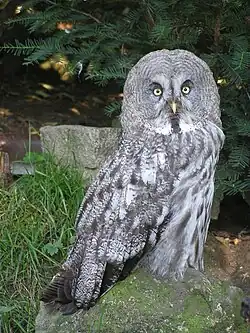 Bartkauz