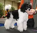 Junger Harlekinpudel