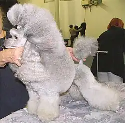 Silberner Showpudel im Puppy-Clip