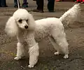 Pudel