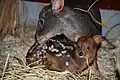 Südpudu (Pudu puda) mit Jungtier