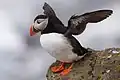 Papageitaucher (Fratercula arctica)