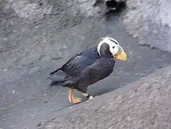 Gelbschopflund