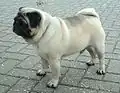 Mops