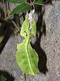 Weibliche Nymphe an Exuvie