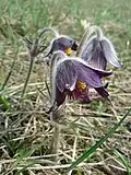 Die kalkliebende Schwarz-Küchenschelle (Pulsatilla pratensis subsp. nigricans) ist ebenfalls gefährdet.[3]