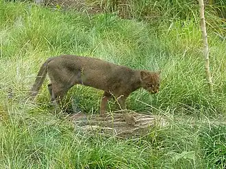Jaguarundi