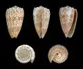 Conus arenatus