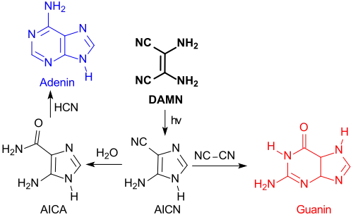 Synthese von Purinbasen aus DAMN