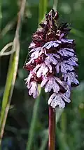 Purpurknabenkraut