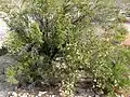 Purshia stansburyana, Red Rock Canyon National Conservation Area, Nevada