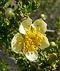Purshia stansburyana, Red Rock Canyon, Nevada