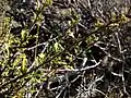 Purshia tridentata, Lava Beds National Monument