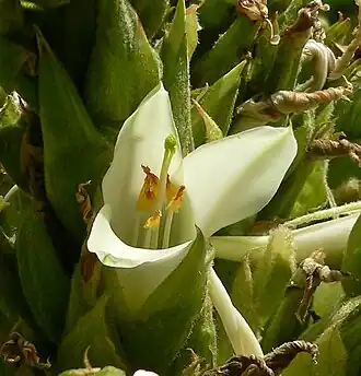 Blüte im Blütenstand