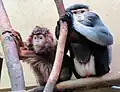 Rotschenkel-Kleideraffe und Schwarzer Haubenlangur