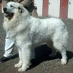 Pyrenäenberghund