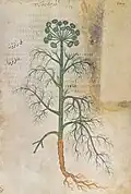 Pyrethron. Wiener Dioskurides 6. Jh.