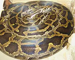 Dunkler Tigerpython Python molurus bivittatus