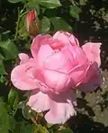 ‘Queen Elizabeth’, Germain’s Seed & Plant Co., 1955