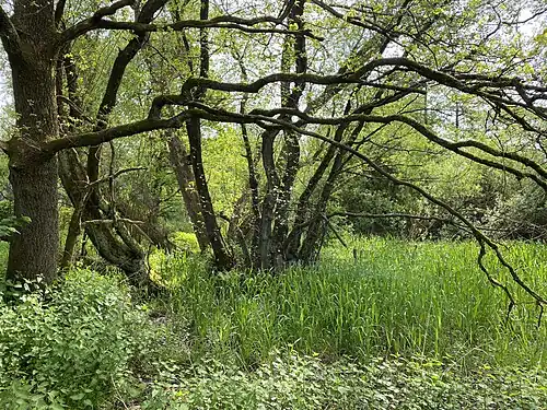 Quellgebiet der Dörpe in Stoote