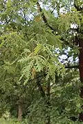Blätter und hängende Kätzchen